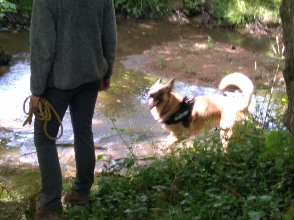 chien (185)