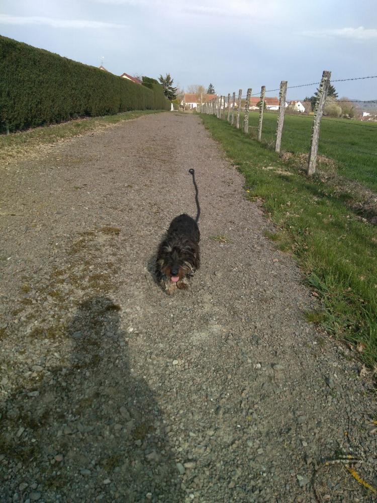 chien (178)
