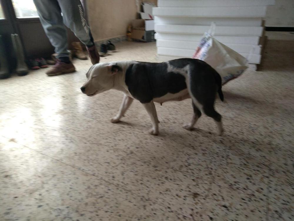 chien (239)