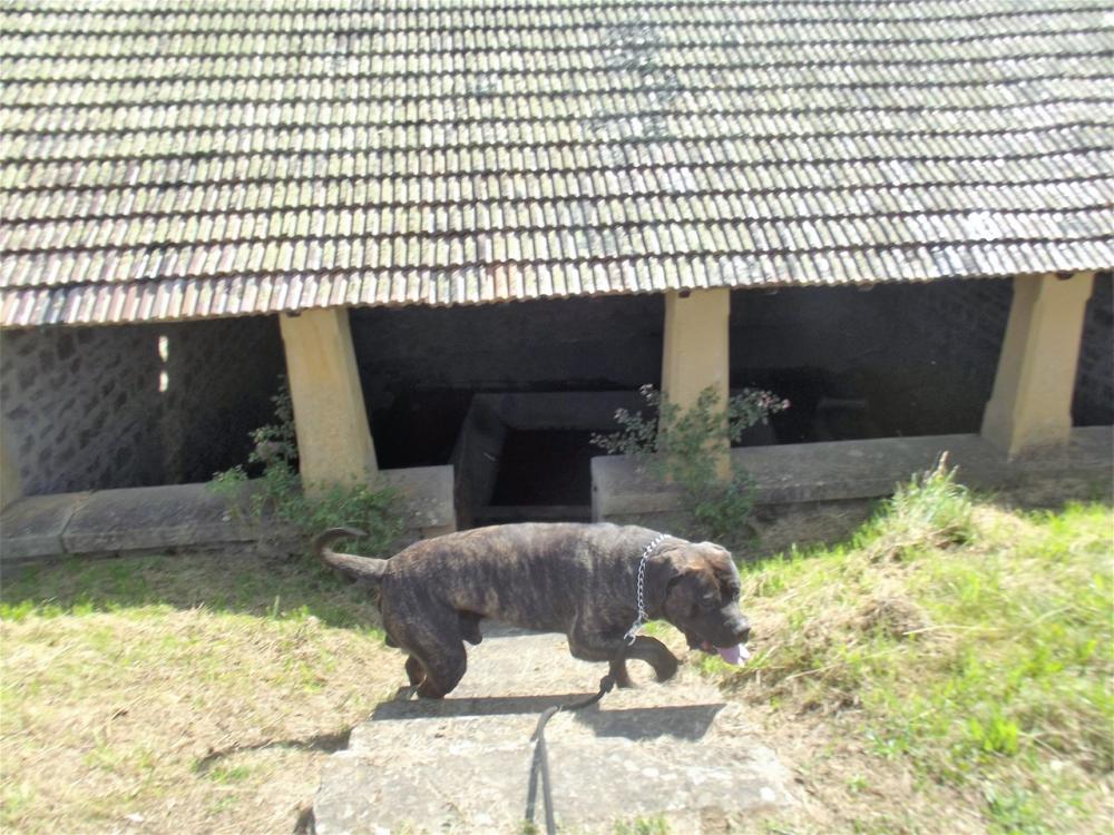 chien (243)