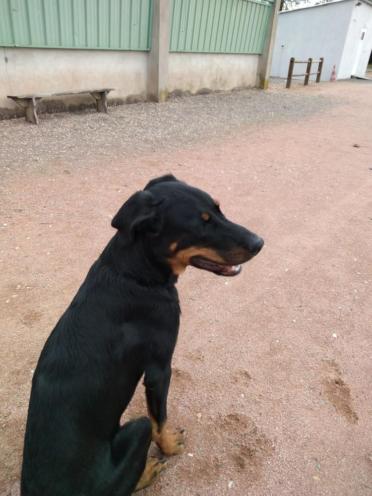 chien (244)