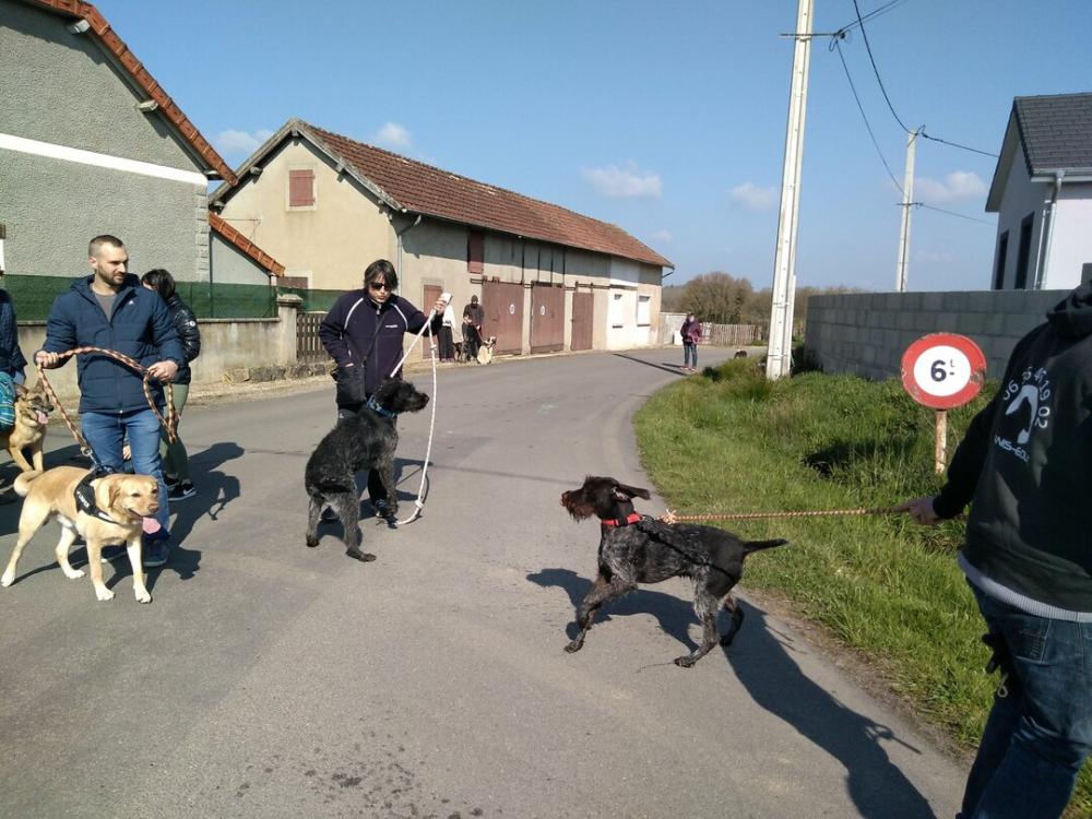 chien (245)