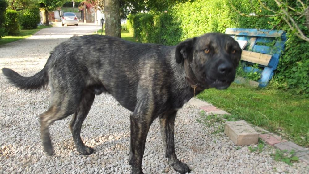 chien (246)