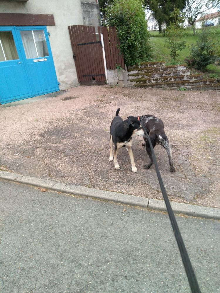 chien (229)
