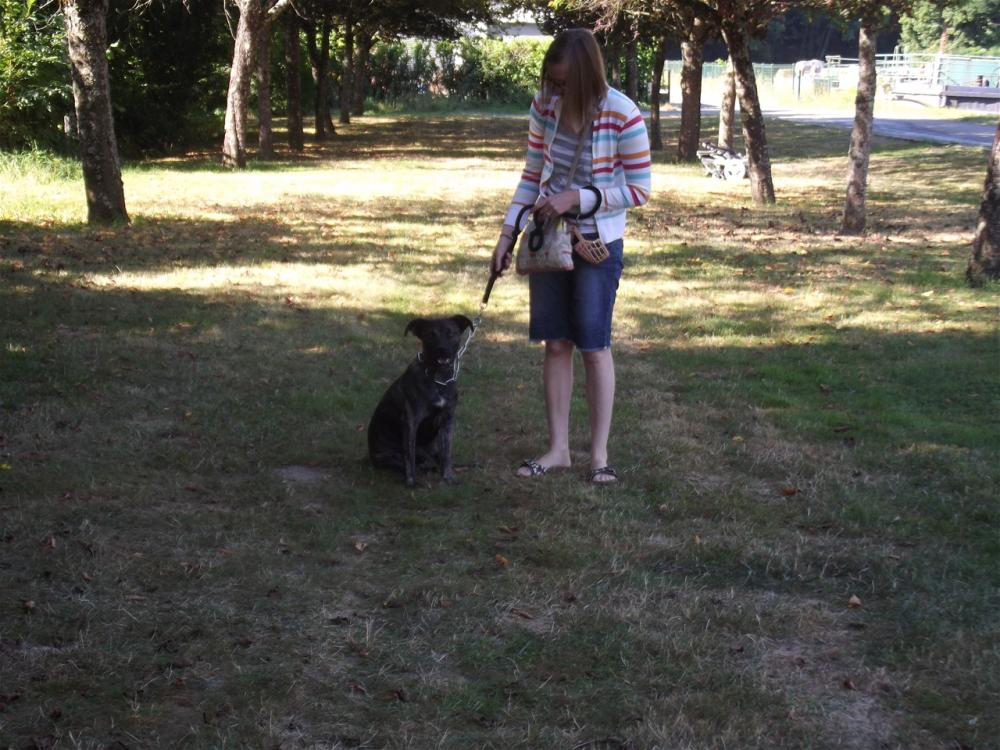 chien (230)