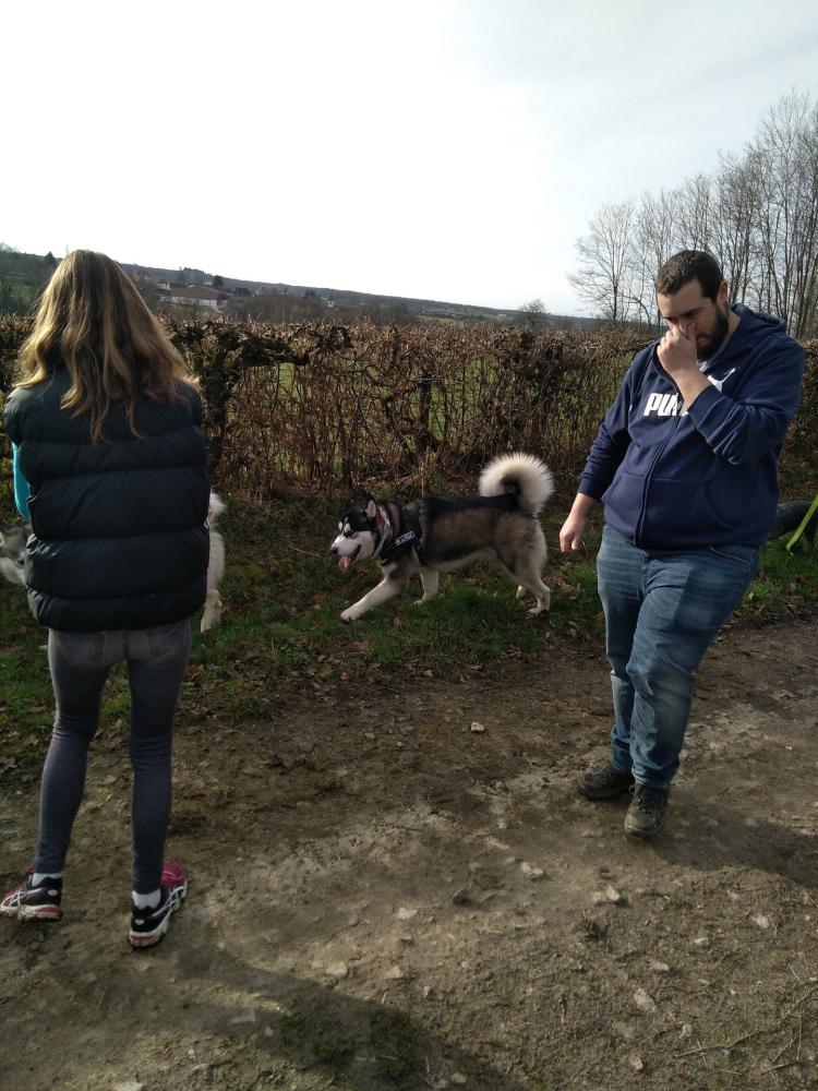 chien (233)