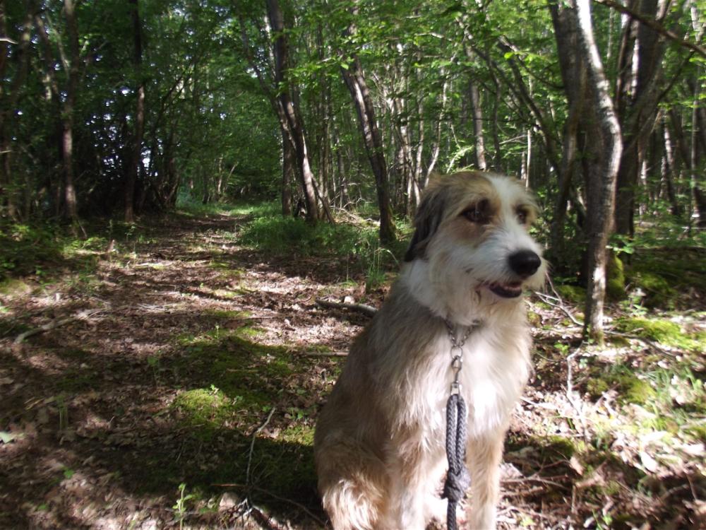 chien (235)
