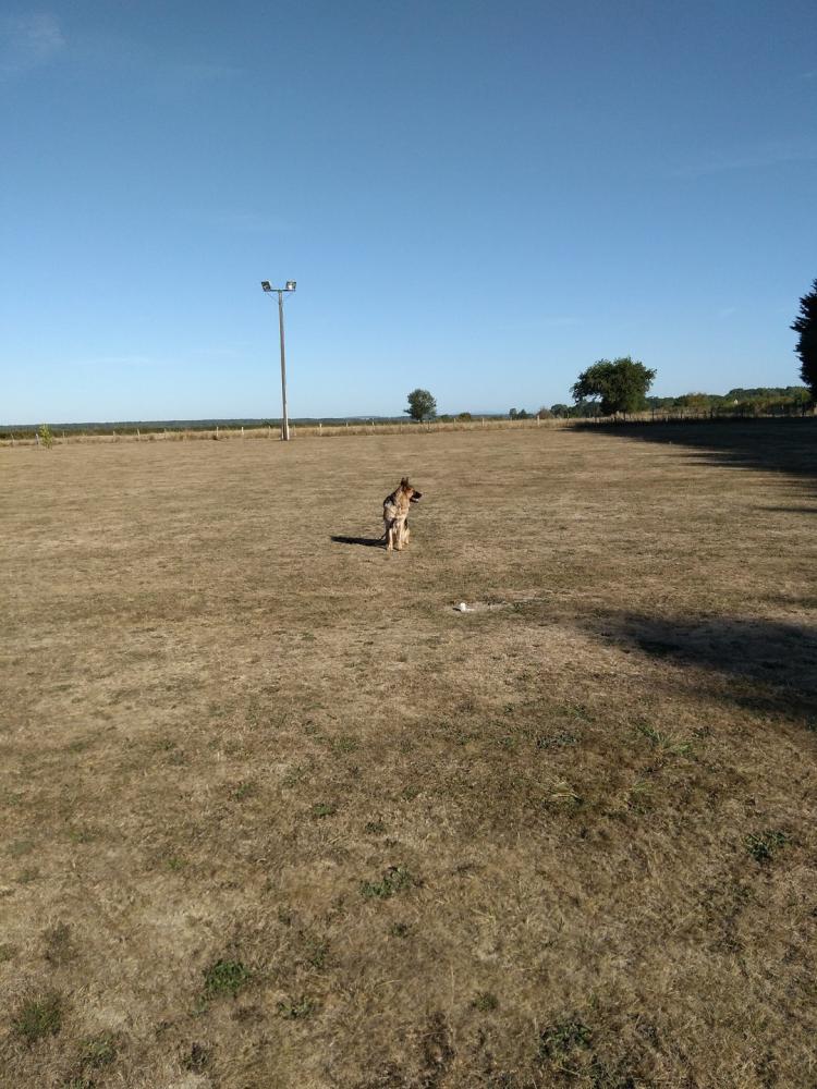 chien (238)