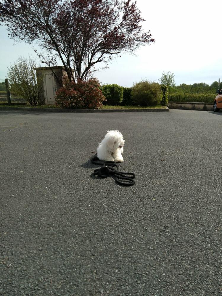 chien (228)