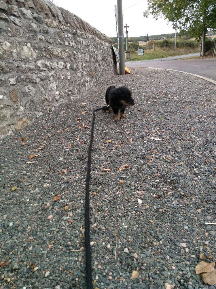 chien (220)