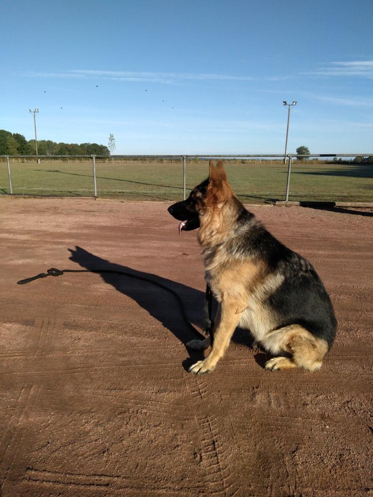 chien (223)