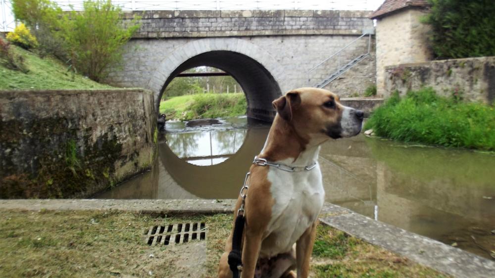 chien (224)