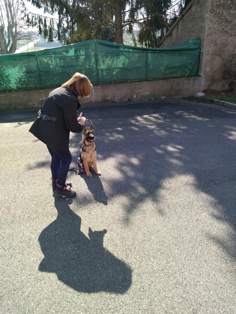 chien (225)