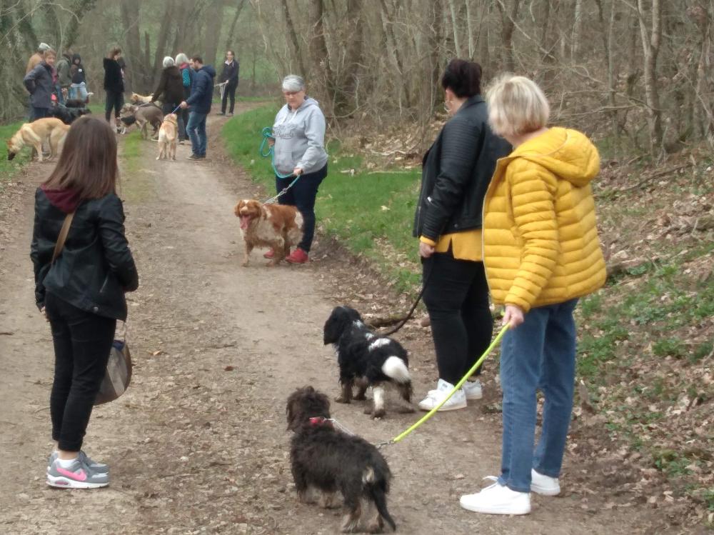 chien (226)
